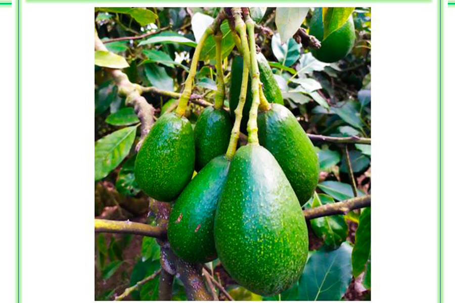 aguacate